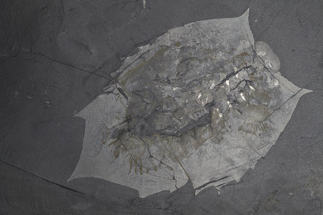 508-Million-Year-Old Fossil Sheds Light on Evolution Mystery